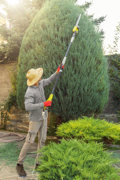 How Our Tree Care Process Works  in Fountainebleau, FL